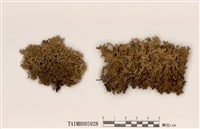 藏品(雪島衣)的圖片